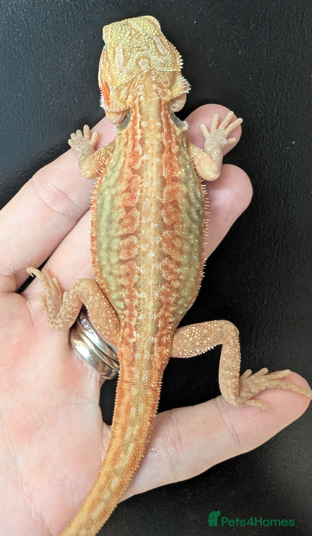 Bearded Dragon reptiles for sale: Leather back bearded dragon babies. Ready now - Image 2