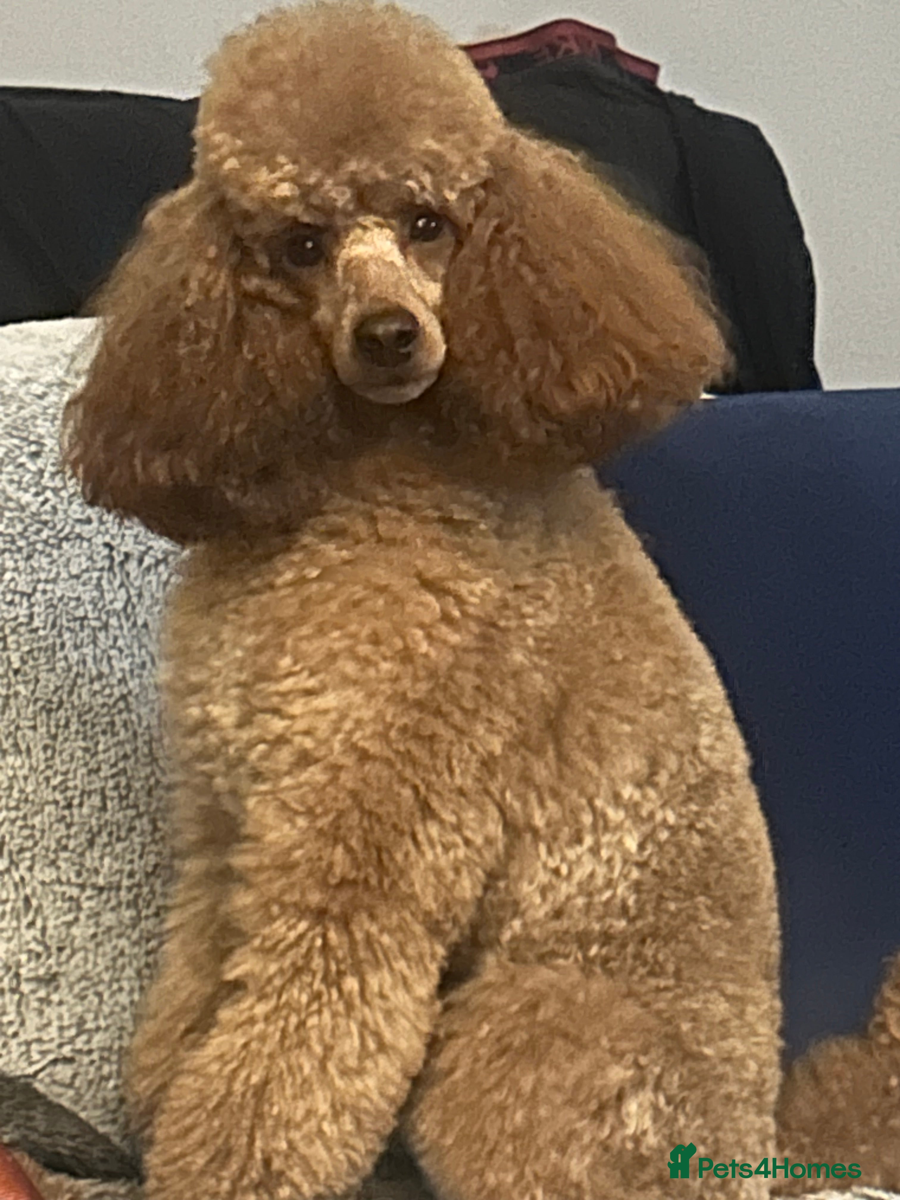 Leila