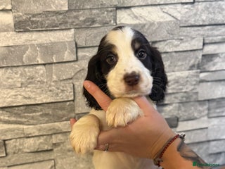 Sprocker dogs LAST PUPPY LEFT READY IN 1 WEEK - Advert 13