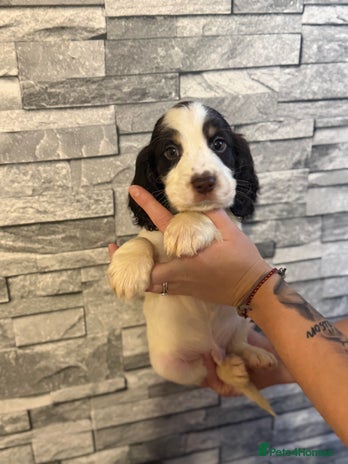 Sprocker dogs LAST PUPPY LEFT READY IN 1 WEEK - Advert 10