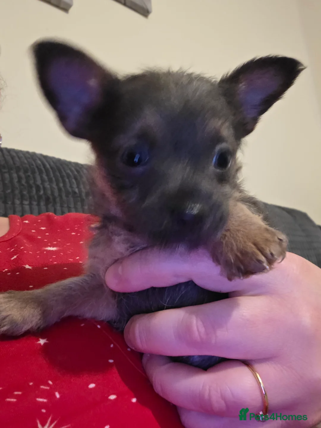 Mixed Breed dogs for sale: Jorkie x chorkie - Advert 2