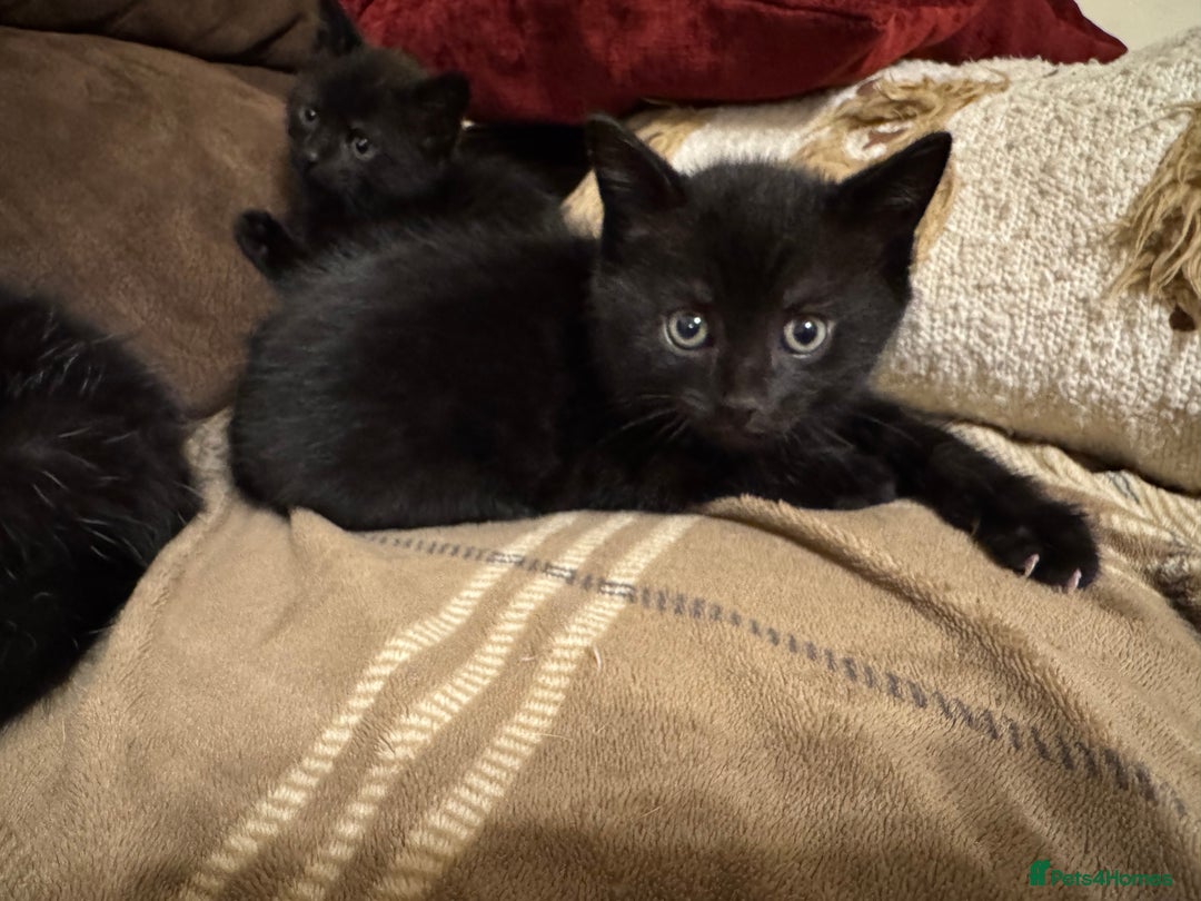Mixed Breed cats for sale: Kittens for sale - ONLY 2 BLACK MALES REMAINING - Image 5