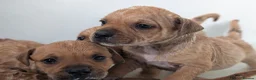 Staffordshire Bull Terrier dogs for sale: KC Red Staffords  - Advert 6