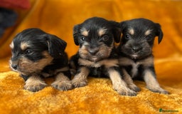 Mixed Breed dogs for sale: SCHNAVALIER PUPPIES  - Image 4