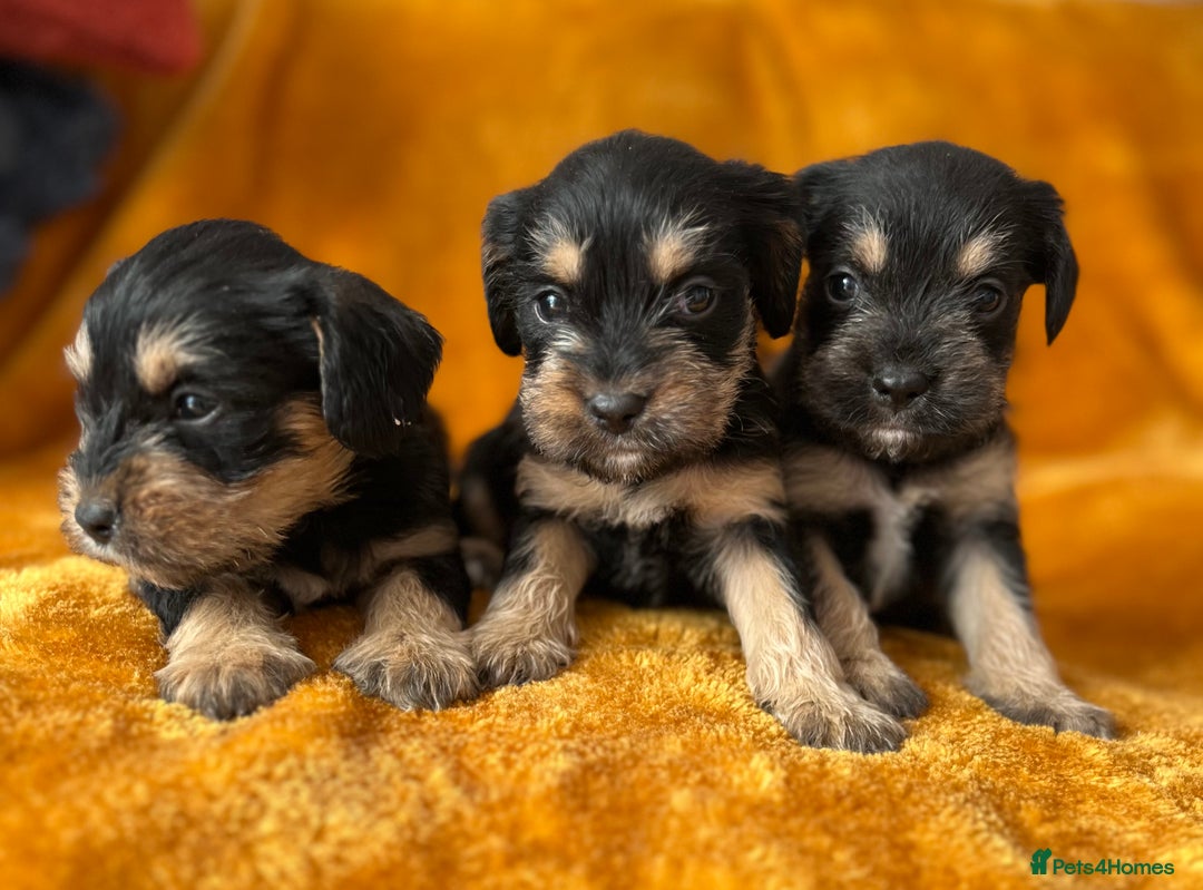 Mixed Breed dogs for sale: SCHNAVALIER PUPPIES  - Image 4