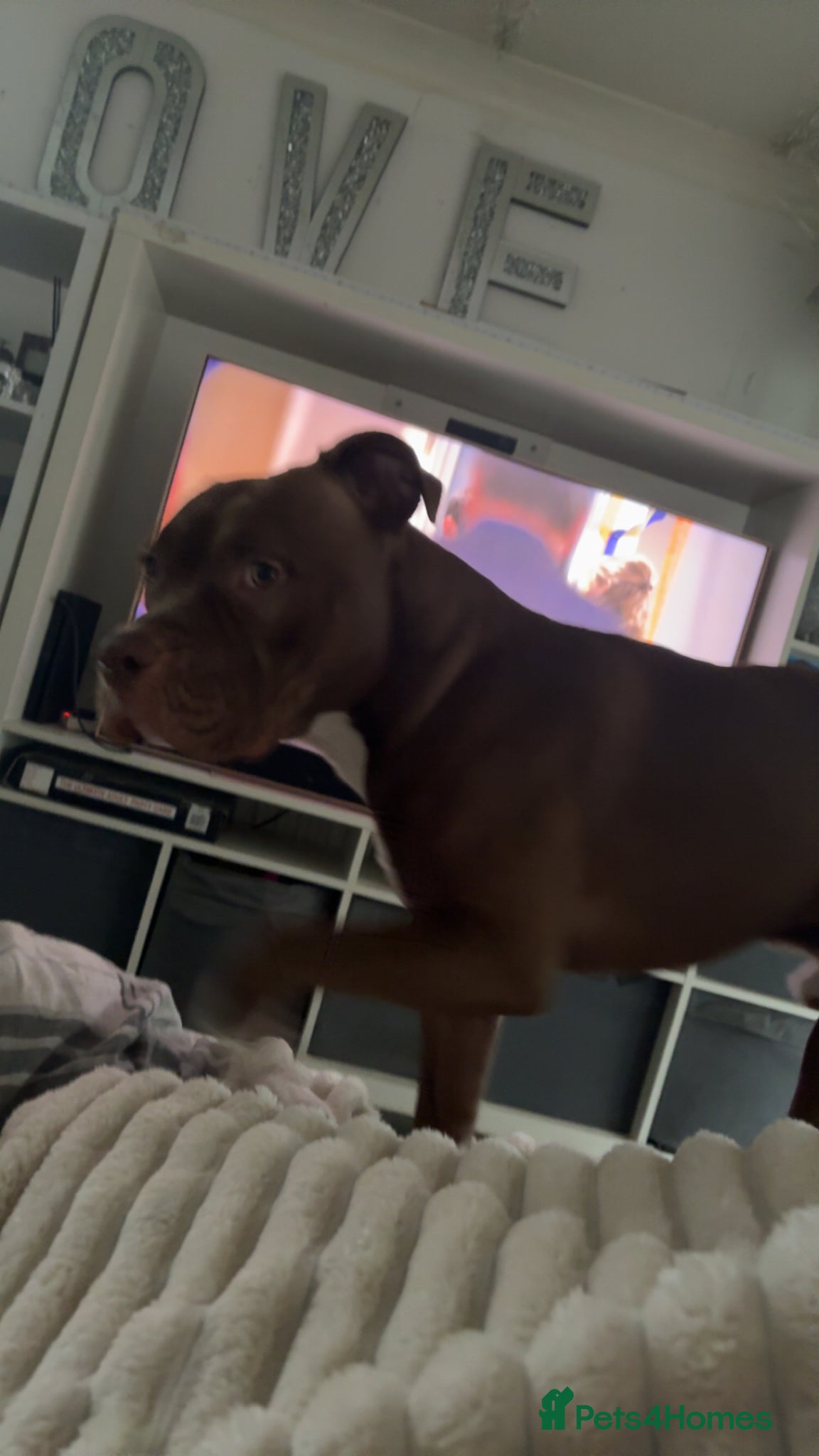 Mixed Breed dogs Up for studding - Advert 5