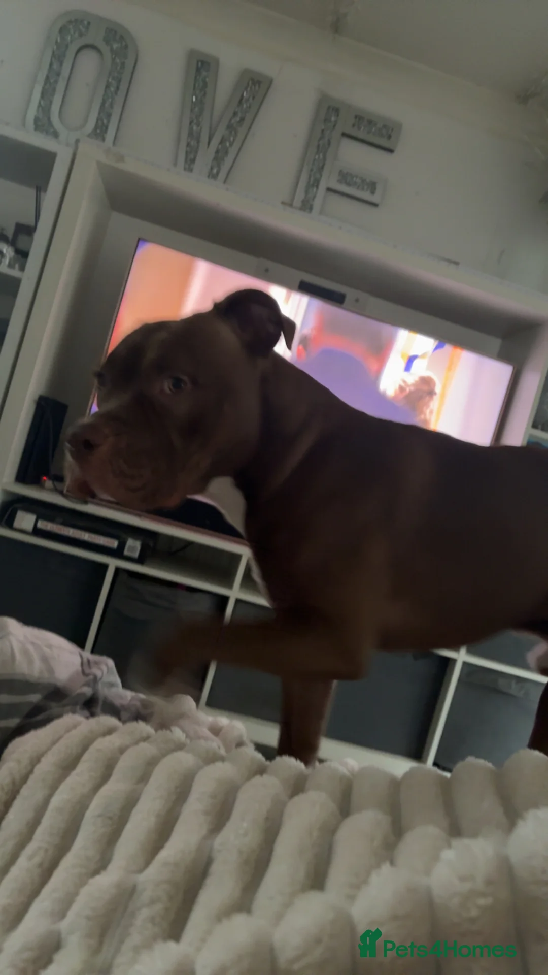 Mixed Breed dogs for stud: Up for studding in Northampton - Advert 1