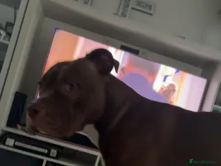 Mixed Breed dogs Up for studding - Advert 5