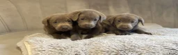 Labrador Retriever dogs for sale: Stunning silver Labradors ready now  - Advert 11