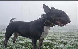 English Bull Terrier dogs for sale: 9 KC REGISTERED ENGLISH BULL TERRIER PUPPEIES in Thetford - Image 6