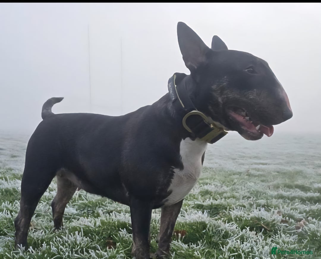 English Bull Terrier dogs for sale: 9 KC REGISTERED ENGLISH BULL TERRIER PUPPEIES in Thetford - Image 6