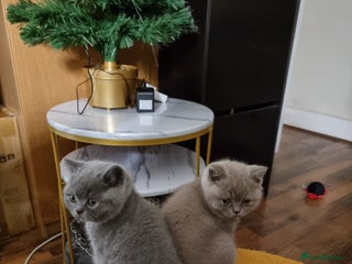 British Shorthair cats Lilac & Blue British Shorthair GCCF Pedigree - Advert 7
