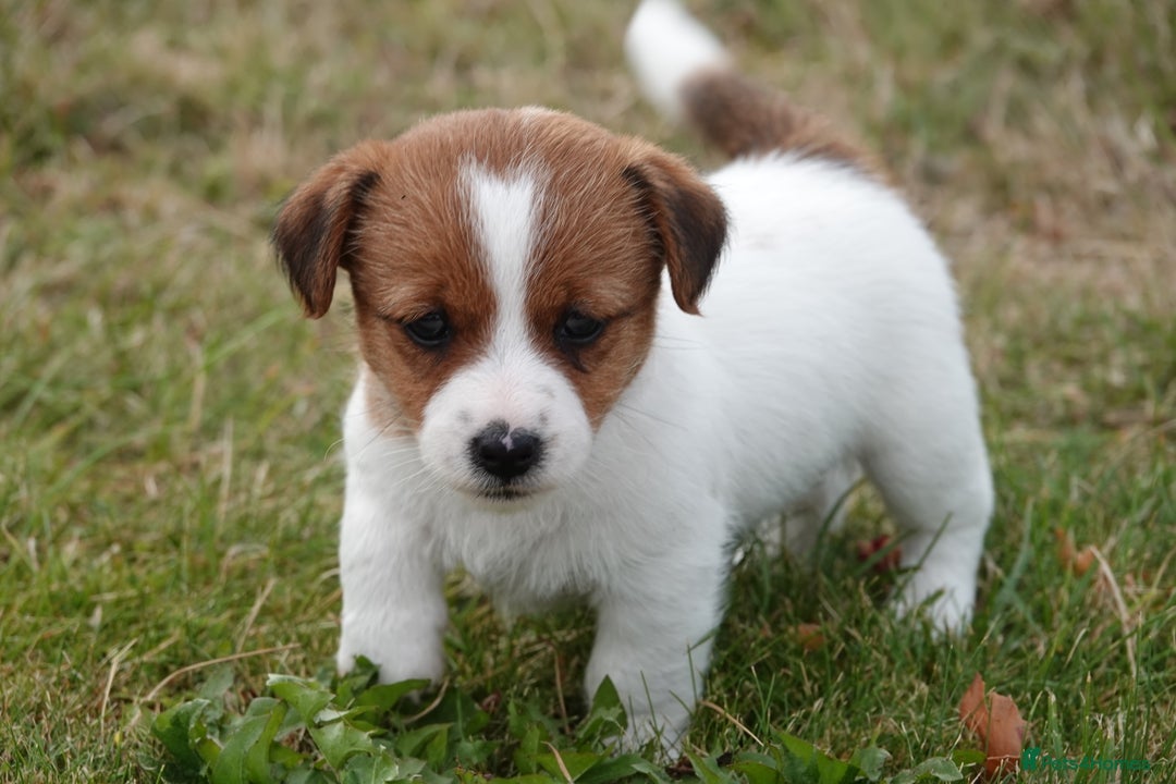 Jack Russell dogs for sale: KC Registered JR puppies  - Image 4