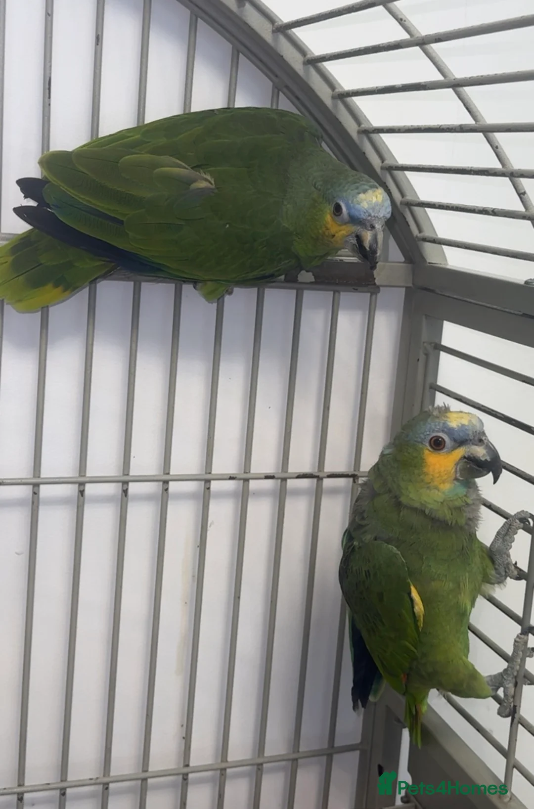 Parrots birds for sale: tame and talking baby orange wing Amazon parrot - Advert 2
