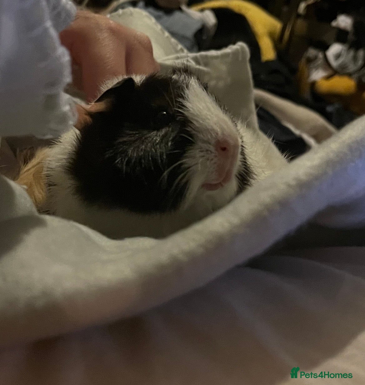 Guinea Pig rodents PENDING COLLECTION  - Advert 2