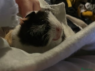 Guinea Pig rodents *EVERYTHING INCLUDED* Pair of female guinea pigs - Advert 3