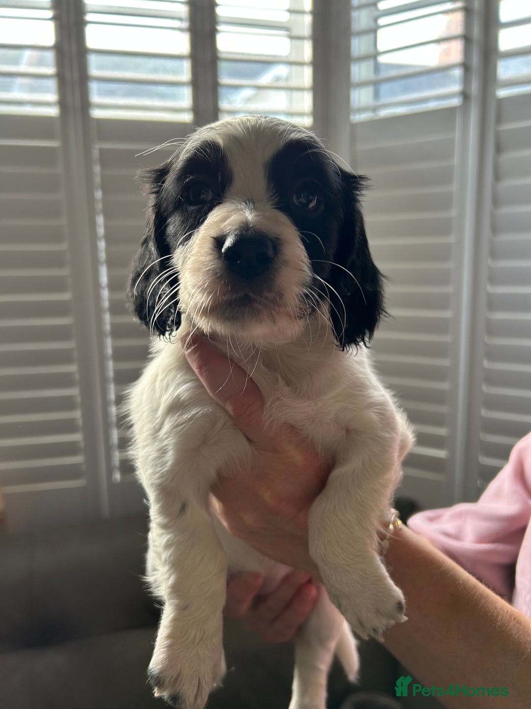 Sprocker dogs for sale: Sprocker puppies - Advert 23