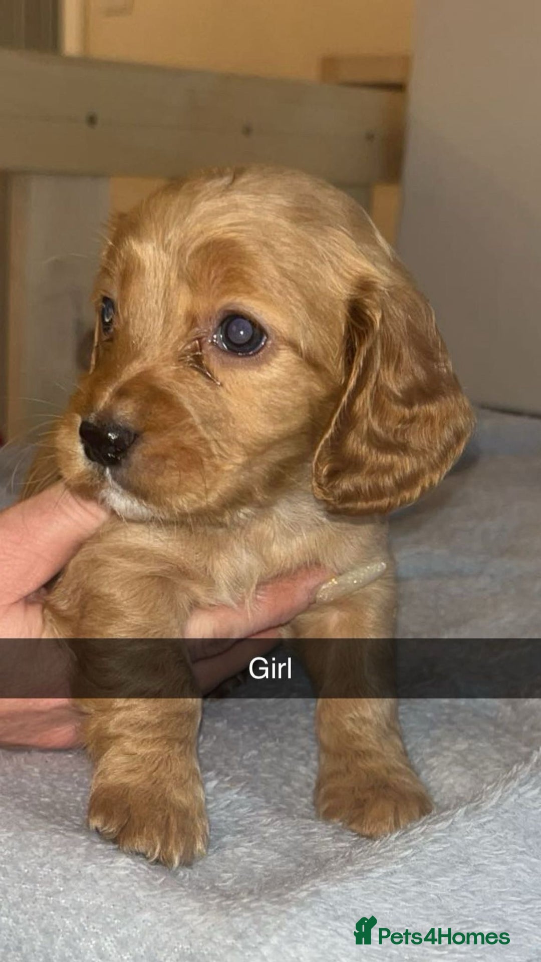 Cockapoo dogs for sale: Cockerpoo - Advert 7