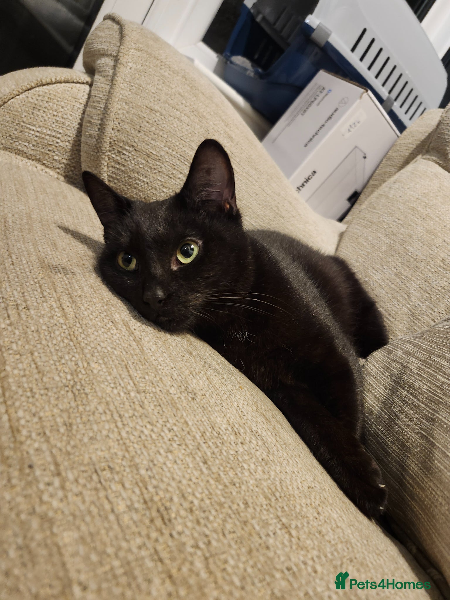Mixed Breed cats for sale: Maeve- Cat - Advert 1