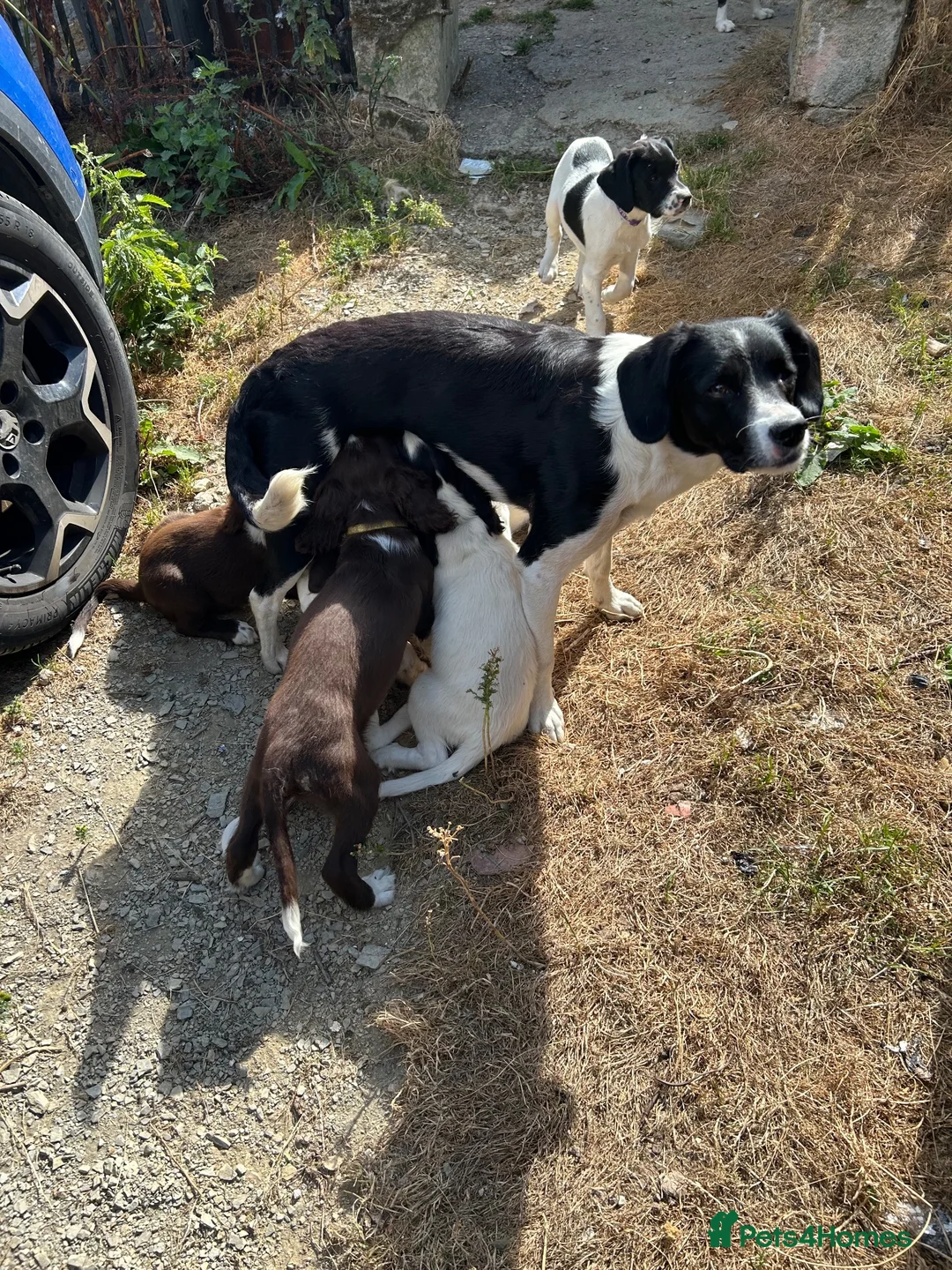 Sprollie dogs for sale: Gorgeous Sprollie puppies - Advert 2