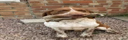 Bracco Italiano dogs for sale: Wonderful litter  - Advert 5