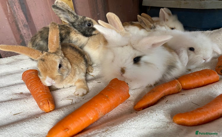 Mini Lion Lop rabbits - Advert 1