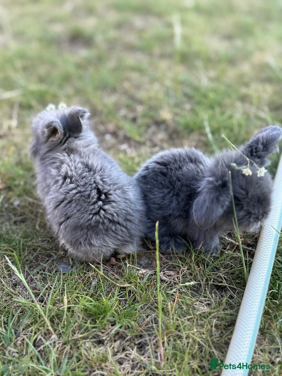 Mini Lion Lop rabbits for sale: Pure mini lion lop bunnies  in Witham - Image 2