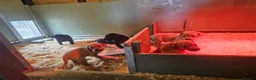 Labrador Retriever dogs for sale: Beautiful Bold working Labrador puppies - Advert 4