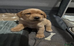 Labrador Retriever dogs for sale: Girl & Boy beautiful lab pups With paperwork  - Image 6