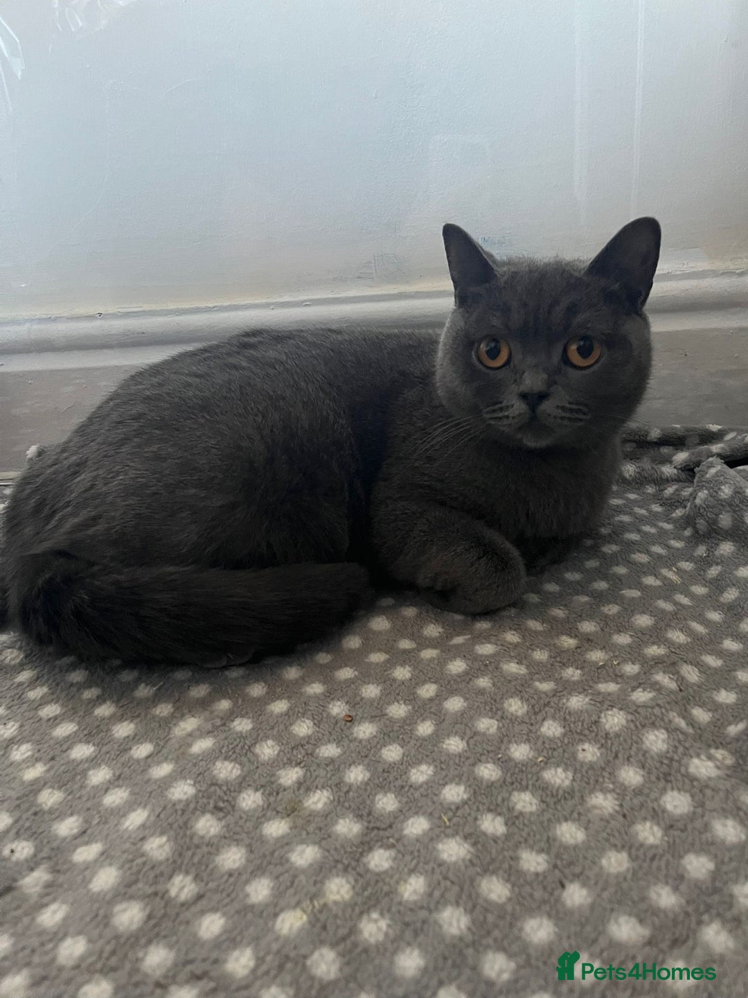 British Shorthair cats for sale: Beautiful GCCF British Shorthair Kittens - Advert 9