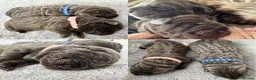 Neapolitan Mastiff dogs for sale: Rare breed Neapolitan mastiff puppies  - Advert 4