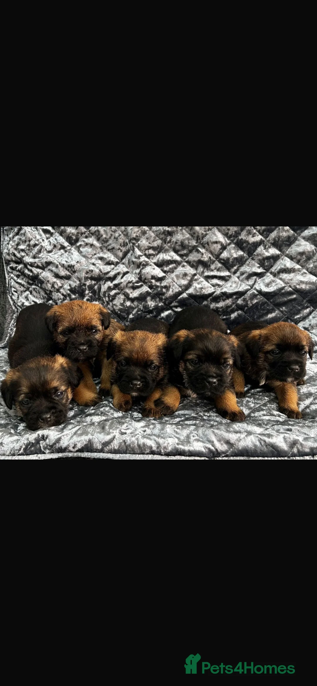 Border Terrier dogs for stud: KC Registered Proven Border Terrier Stud Dog - Advert 2