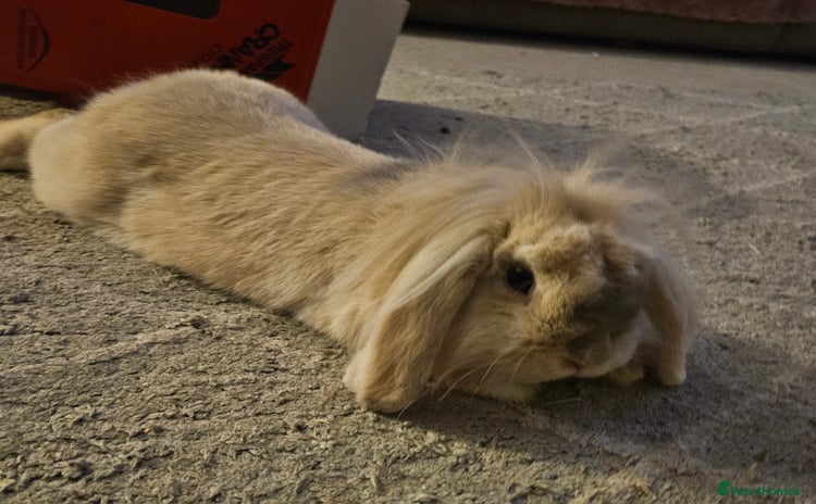 Mini Lion Lop rabbits - Advert 10