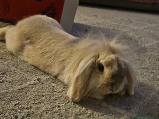 Mini Lion Lop rabbits - Advert 18