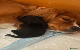 Cavapoo dogs for sale: BEAUTIFUL adorable Toy Cavapoos! - Image 2