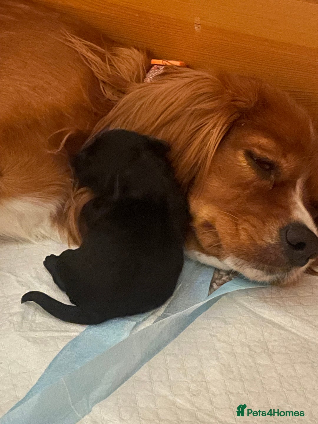 Cavapoo dogs for sale: BEAUTIFUL adorable Toy Cavapoos! - Image 2