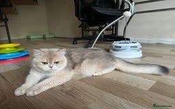 British Shorthair cats for sale: GCCF reg BSH & LH Chocolate & Black Golden Kittens - Image 16