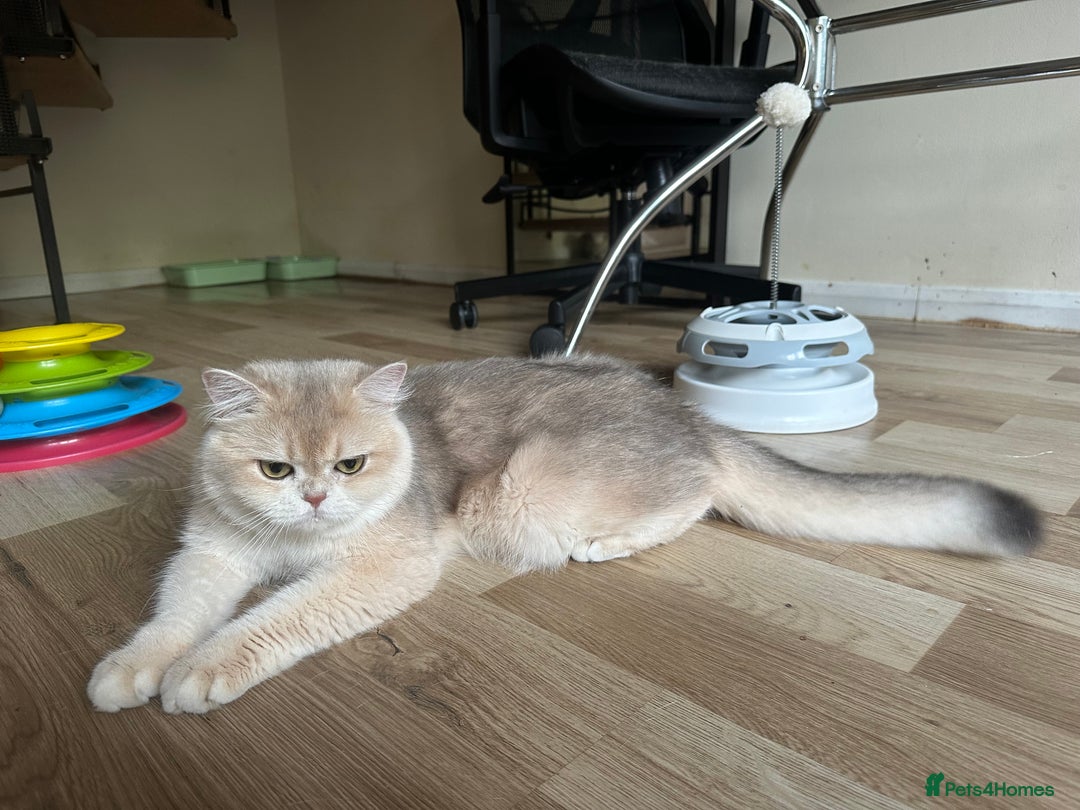 British Shorthair cats for sale: GCCF reg BSH & LH Chocolate & Black Golden Kittens - Image 16