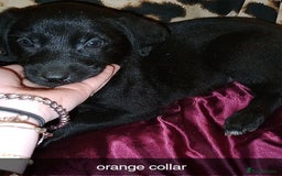 Mixed Breed dogs for sale: 10 lovely pups will be ready to go this week - Image 8