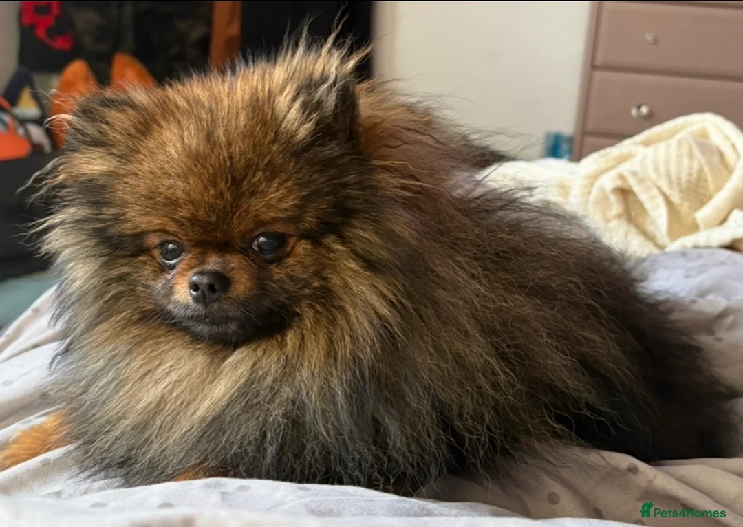 Pomchi dogs for sale: Tiny 3/4 Pomeranian 1/4 chi beautiful colour pups  - Advert 2