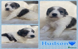 Mixed Breed dogs for sale: Beautiful Mega Coat Parti Merle Schnoodles - Image 6
