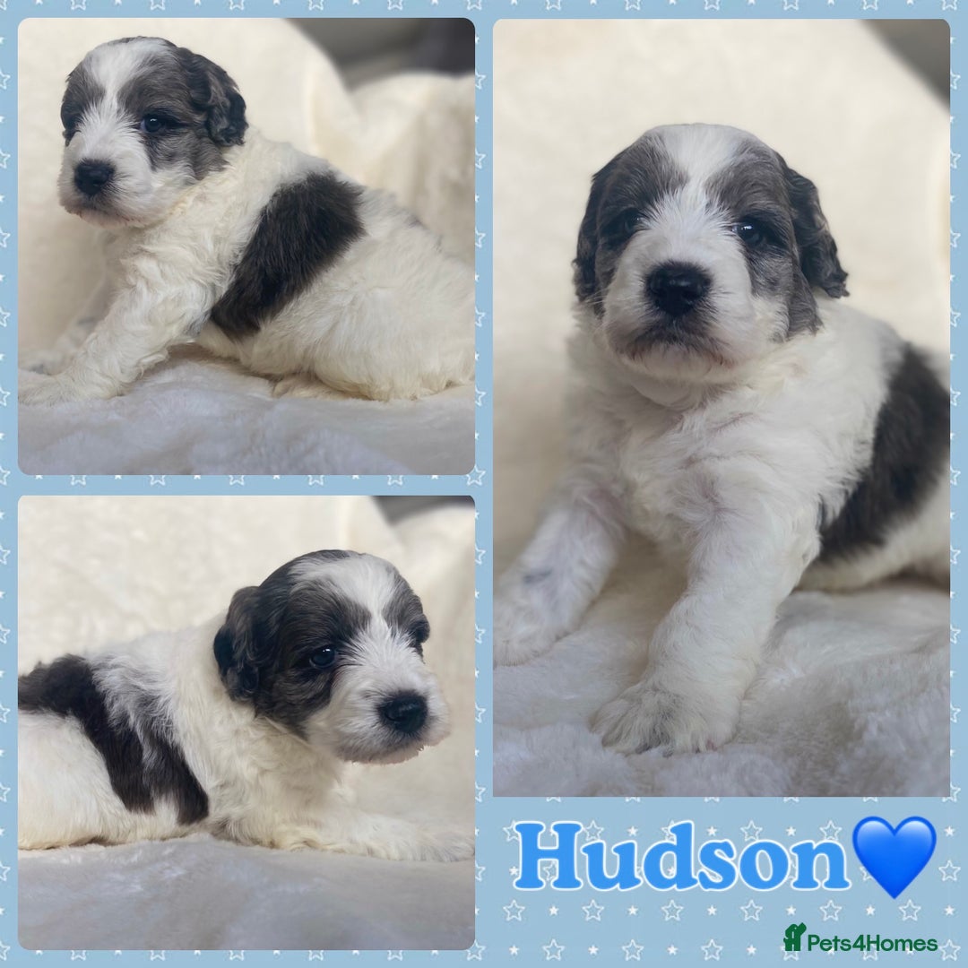 Mixed Breed dogs for sale: Beautiful Mega Coat Parti Merle Schnoodles - Image 6