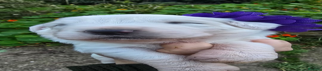 Pyrenean Mountain Dog Puppy 8