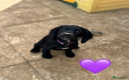 Cocker Spaniel dogs for sale: Cocker Spaniels For Sale - Image 4