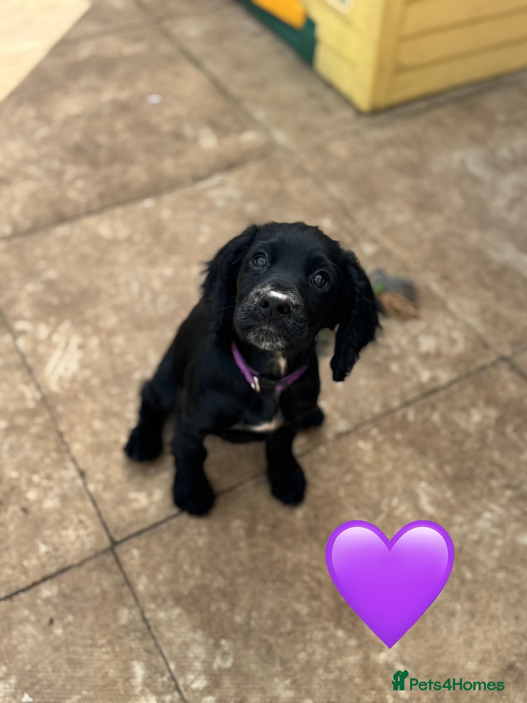 Cocker Spaniel dogs for sale: Cocker Spaniels For Sale - Image 4