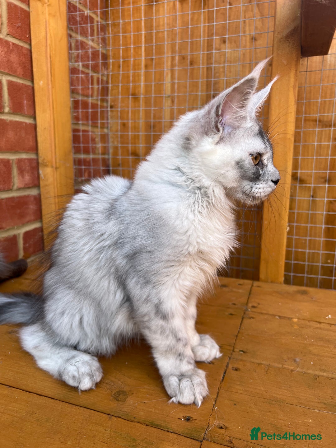 Maine Coon cats for sale: TICA Maine Coon girl female high black smoke  - Image 11
