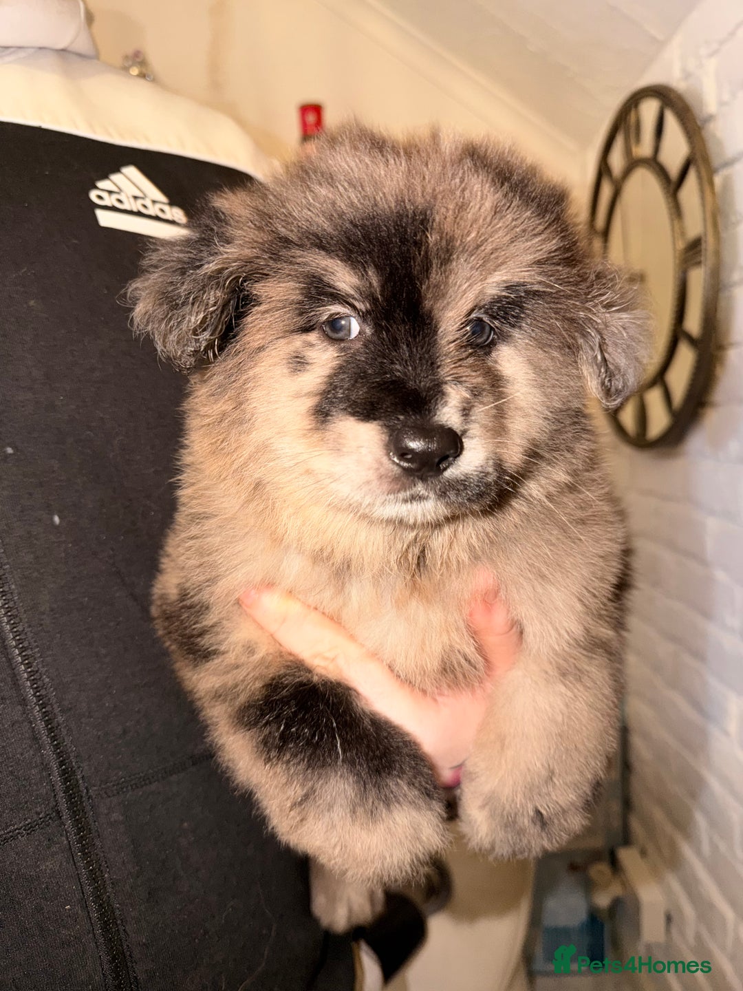 Mixed Breed dogs for sale: 🧸CHOW SHEPHERDS🧸 little bears ready now! - Advert 7