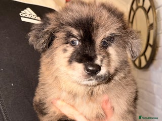 Mixed Breed dogs 🧸CHOW SHEPHERDS🧸 little bears ready now! - Advert 1