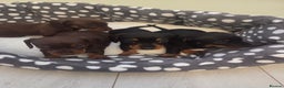 Miniature Dachshund dogs for sale: Daxie pups for sale - Advert 8