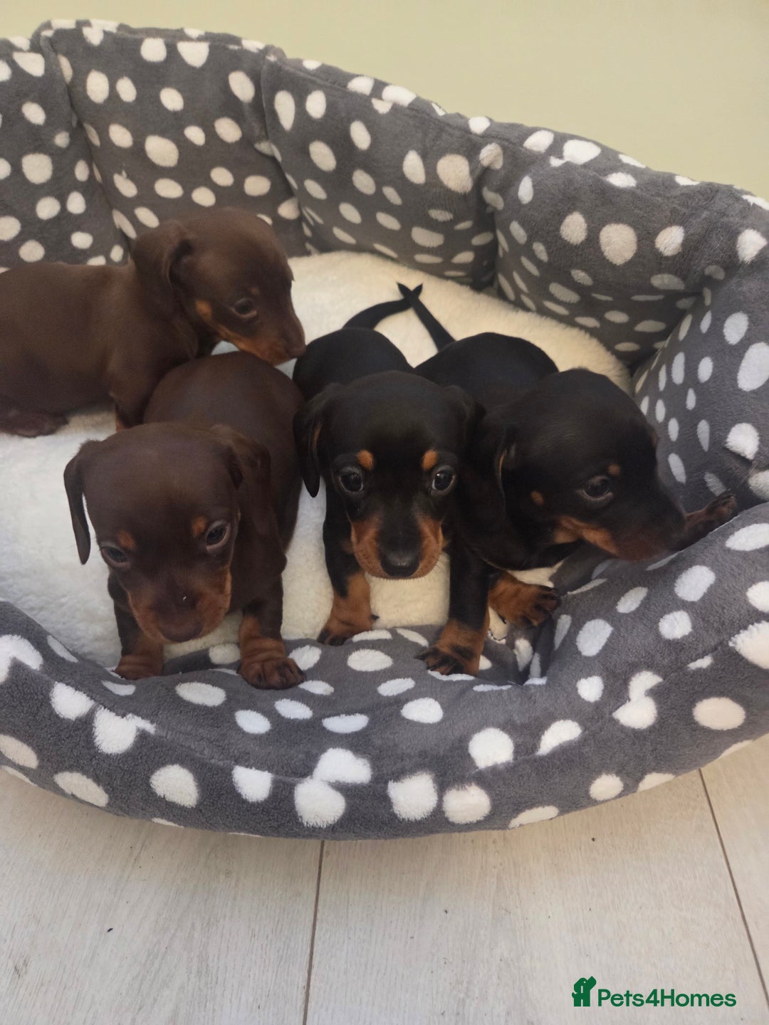 Miniature Dachshund dogs for sale: Daxie pups for sale - Advert 8